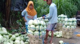 Relawan Prabowo Peduli Petani (RPPP) melakukan aksi kepedulian dengan memborong sayur dari petani. (Dok. Relawan Prabowo Peduli Petani (RPPP)