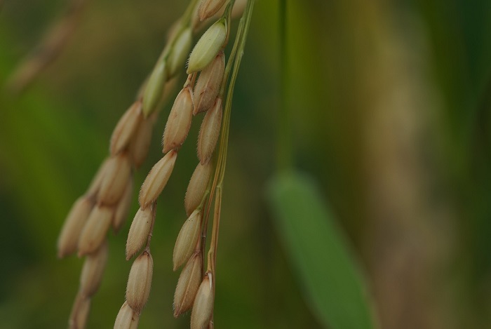 Ilustrasi Gabah Petani. (Pixabay.com/ ignartonosbg)